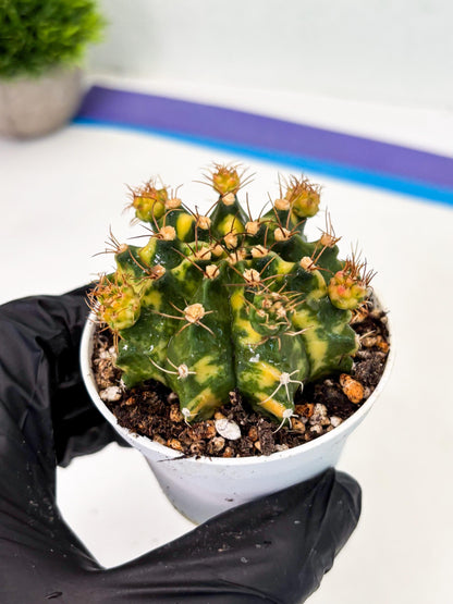 Gymnocalycium LB Hybrid (gy2) (o3) | variegated cactus