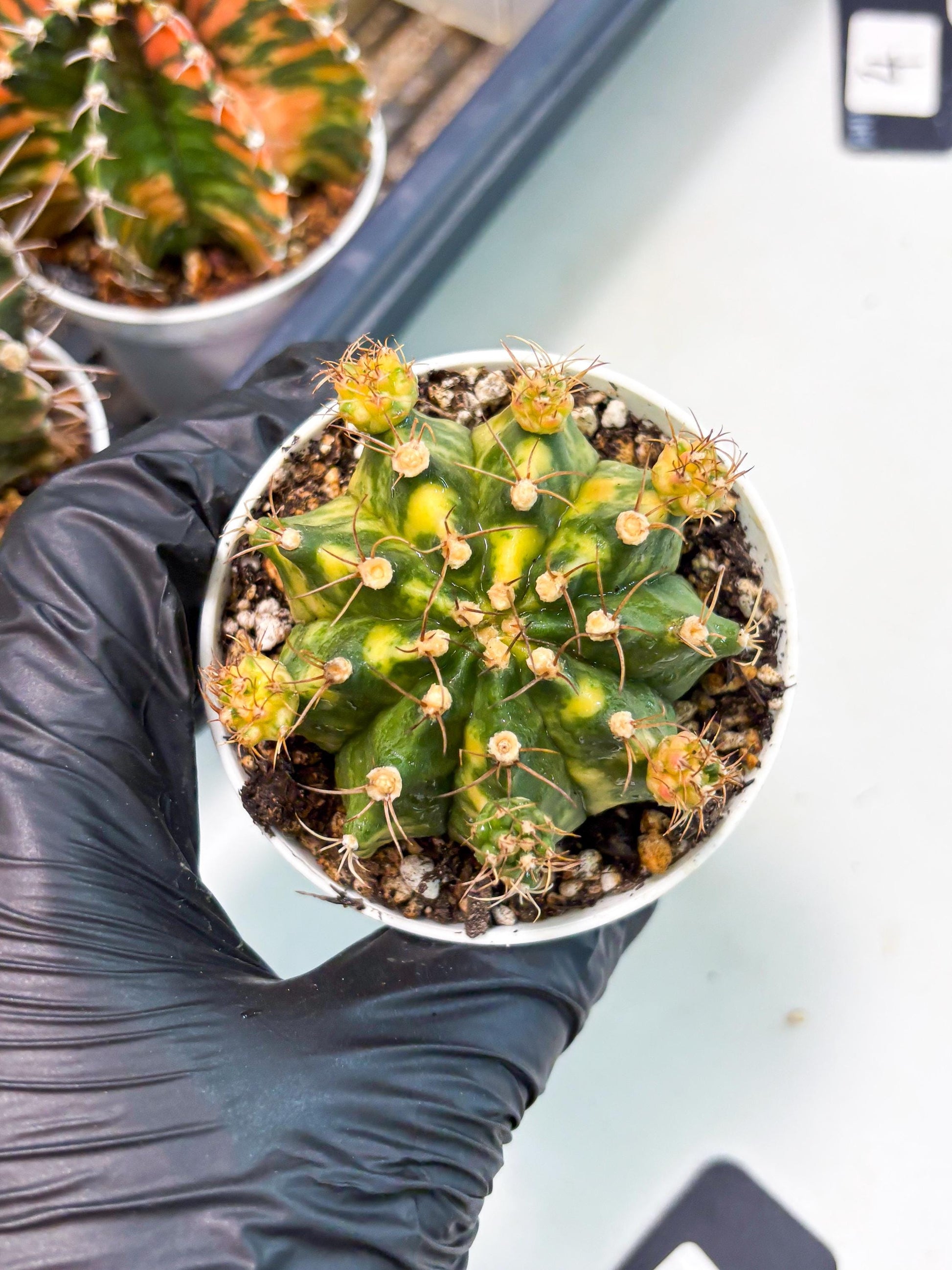 Gymnocalycium LB Hybrid (gy2) (o3) | variegated cactus