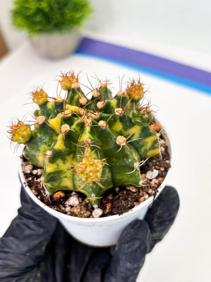 Gymnocalycium LB Hybrid (gy2) (o3) | variegated cactus