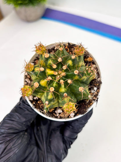 Gymnocalycium LB Hybrid (gy2) (o3) | variegated cactus