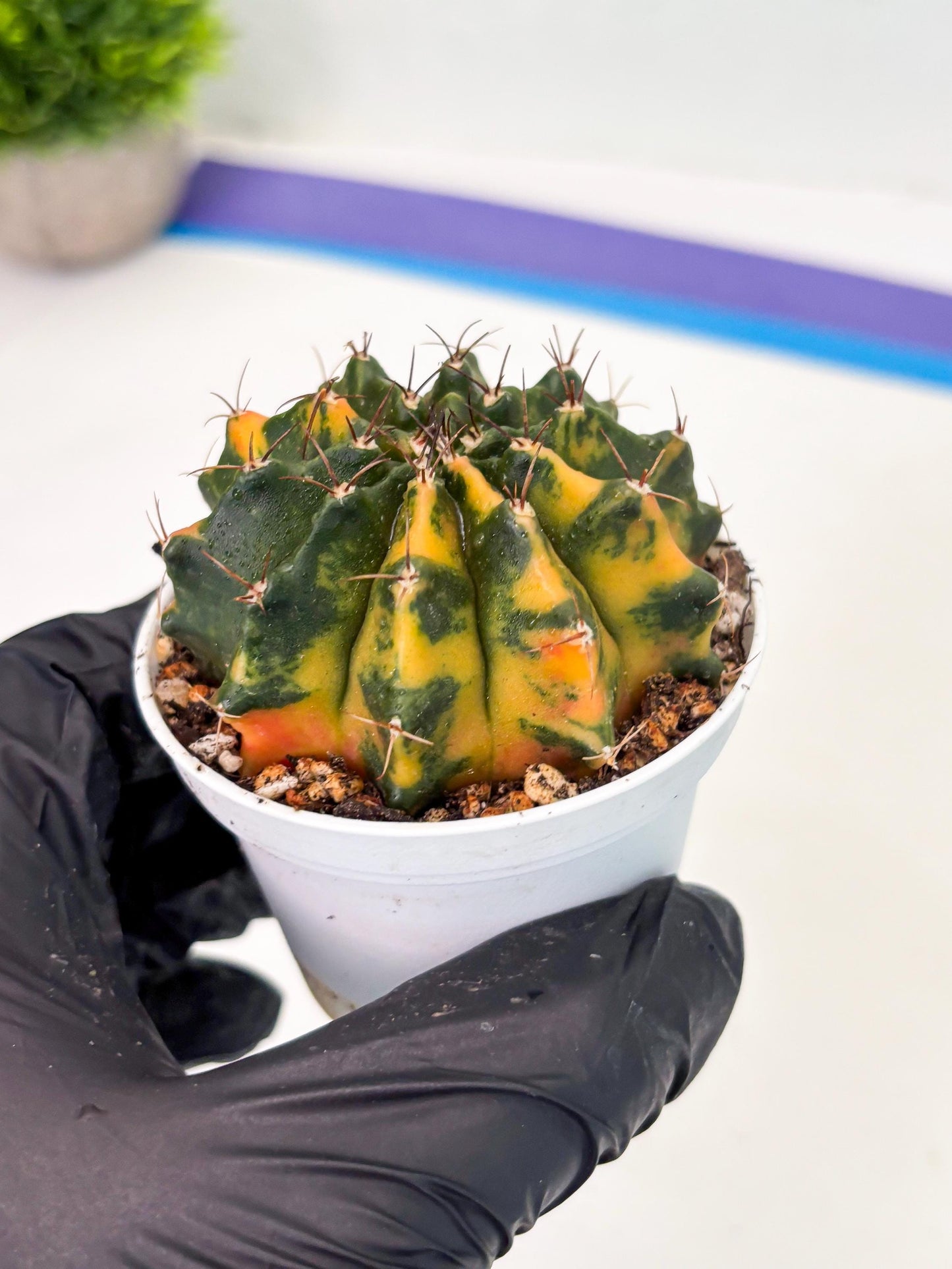 Gymnocalycium LB Hybrid (gy2) (o4) | variegated cactus