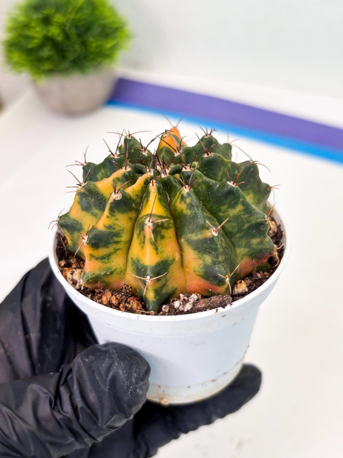 Gymnocalycium LB Hybrid (gy2) (o4) | variegated cactus
