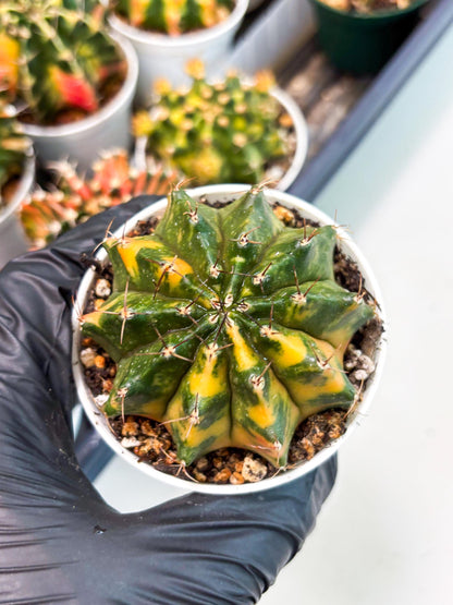 Gymnocalycium LB Hybrid (gy2) (o4) | variegated cactus