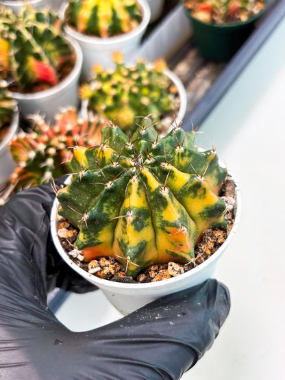Gymnocalycium LB Hybrid (gy2) (o4) | variegated cactus