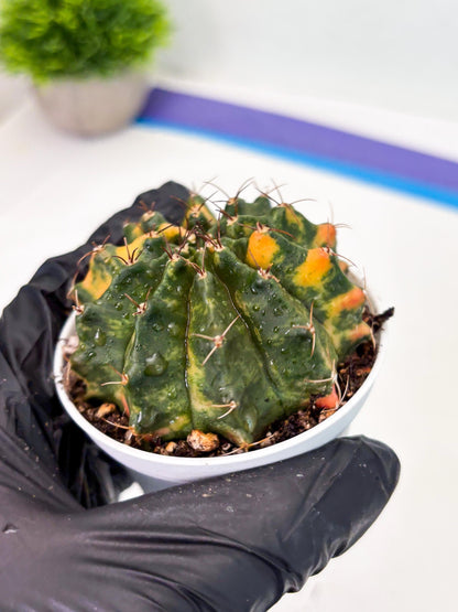 Gymnocalycium LB Hybrid (gy2) (o4) | variegated cactus
