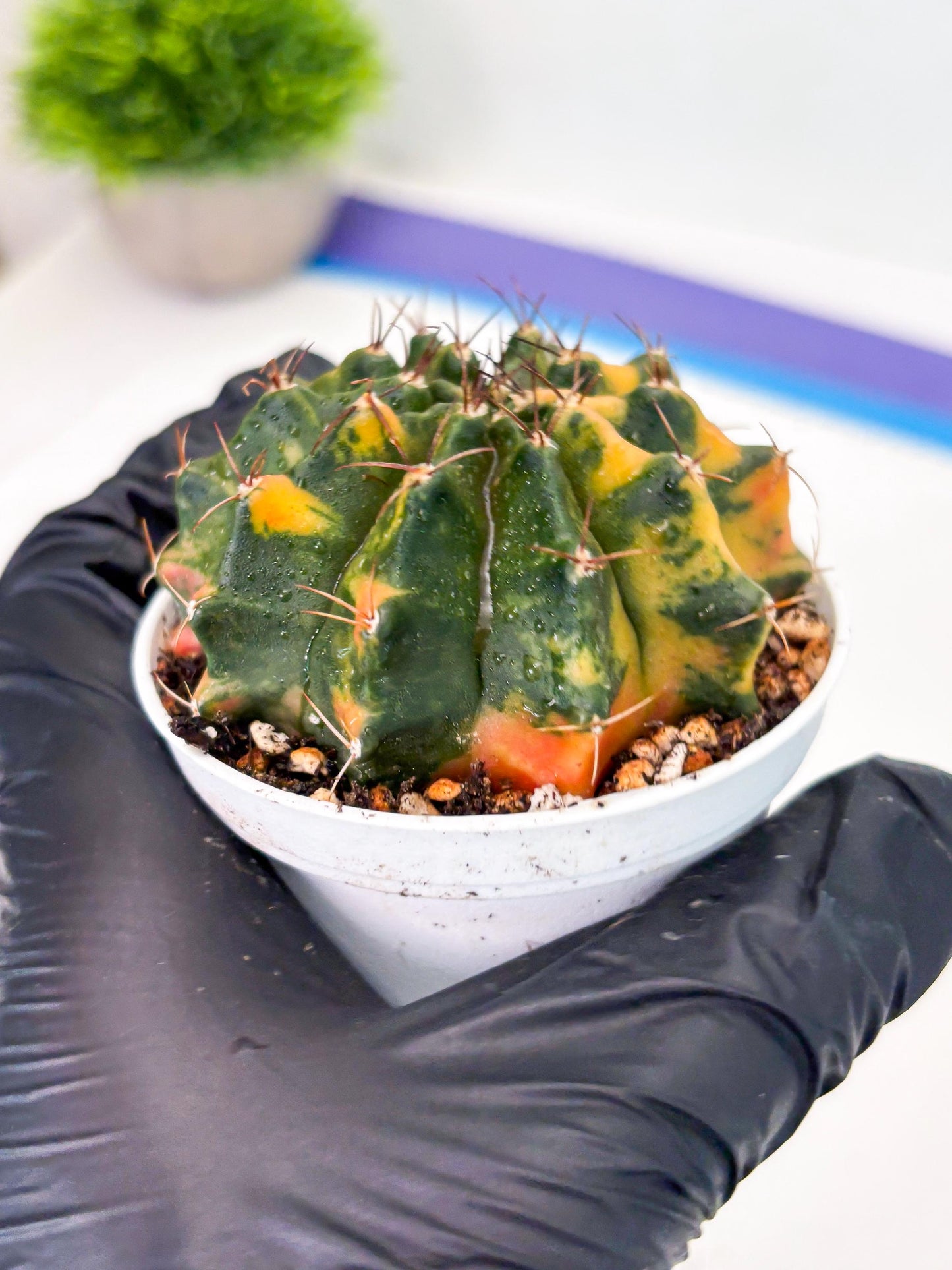Gymnocalycium LB Hybrid (gy2) (o4) | variegated cactus