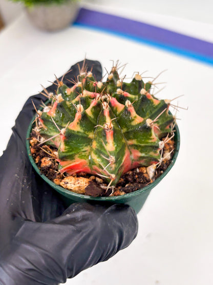 Gymnocalycium LB Hybrid (gy2) (o5) | variegated cactus