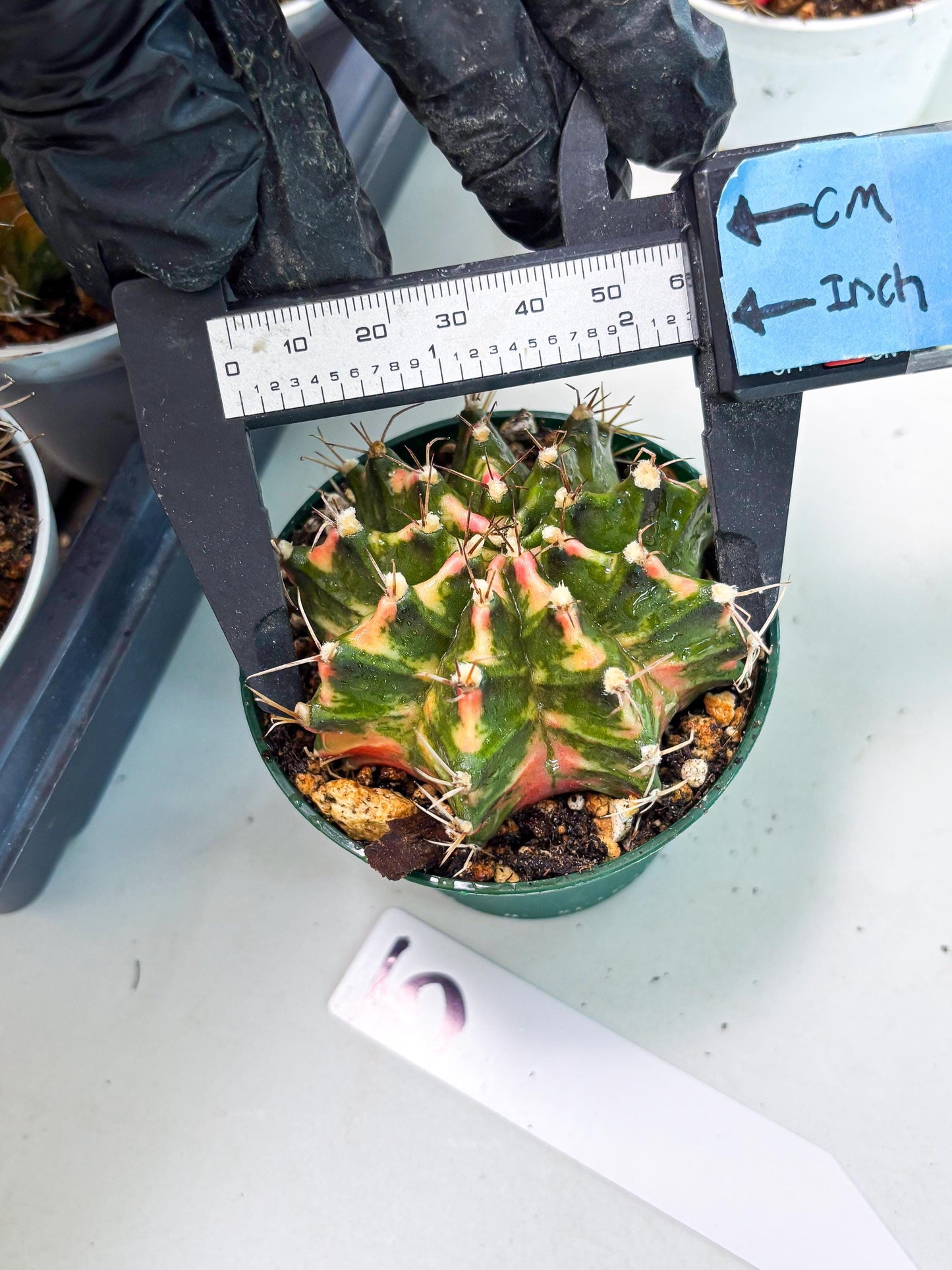 Gymnocalycium LB Hybrid (gy2) (o5) | variegated cactus