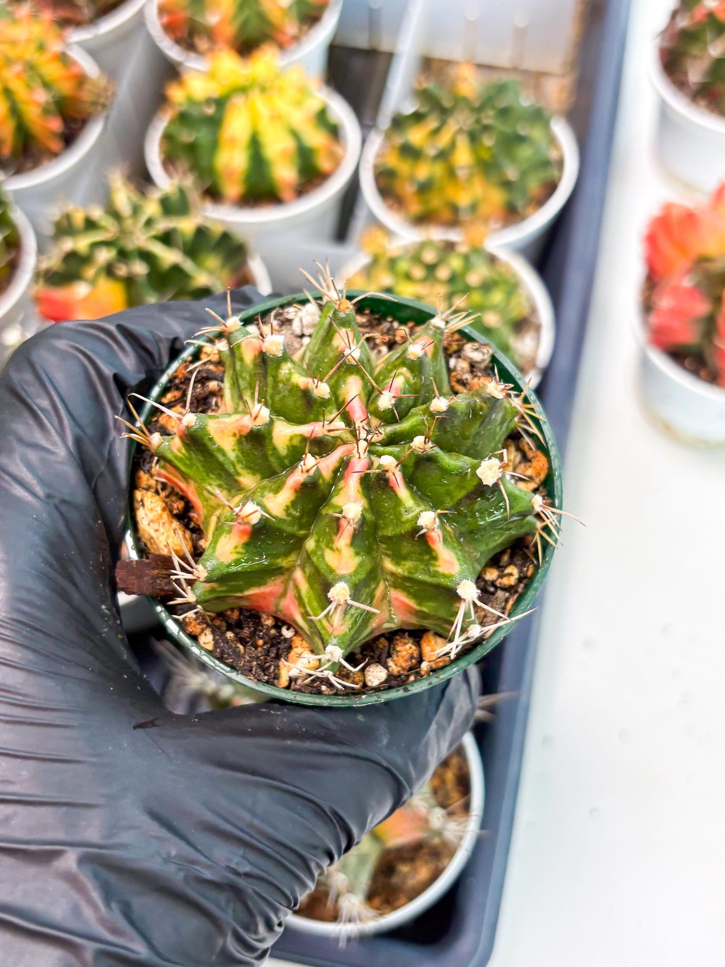 Gymnocalycium LB Hybrid (gy2) (o5) | variegated cactus