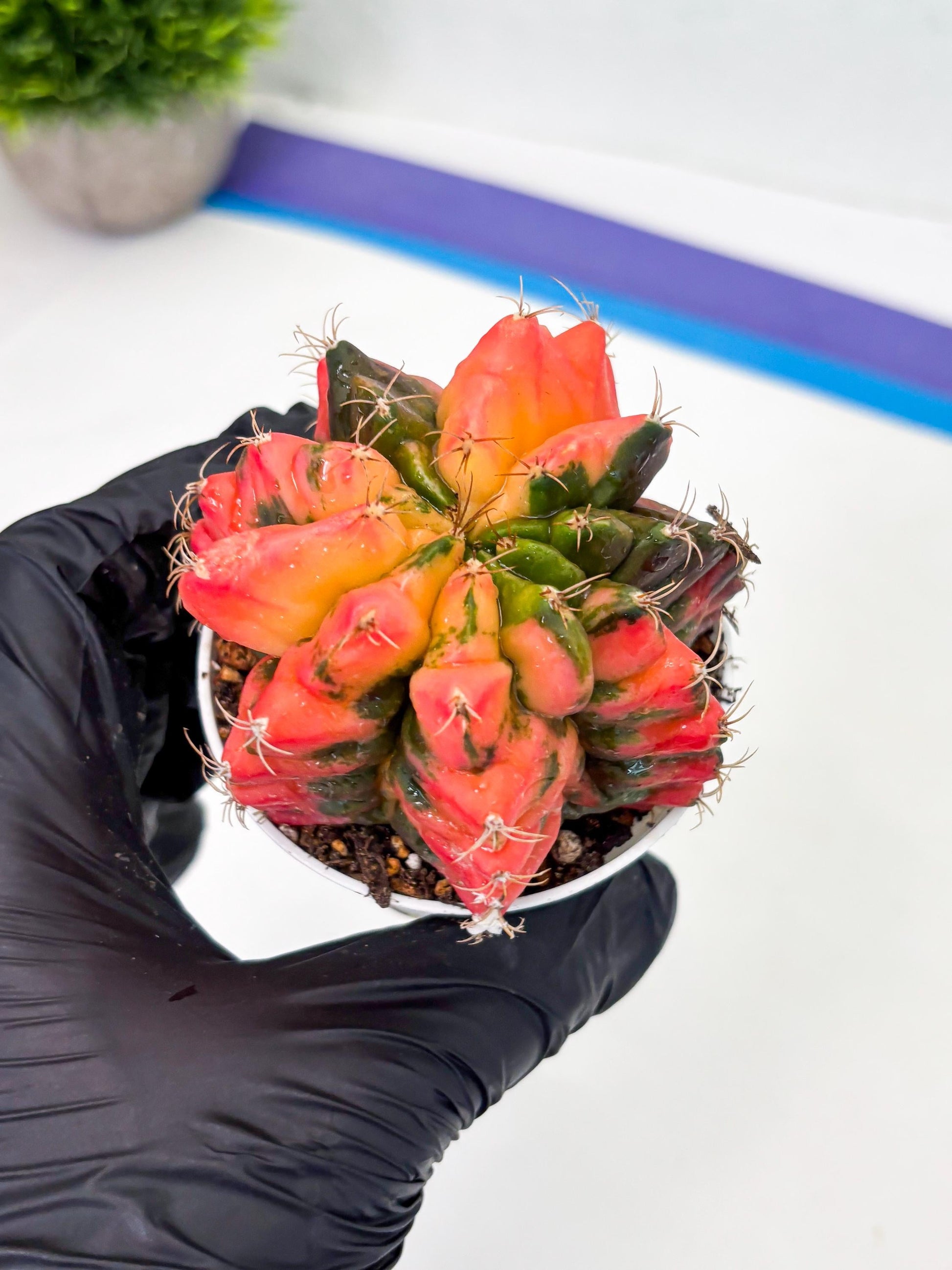 Gymnocalycium LB Hybrid (gy2) (o6) | variegated cactus