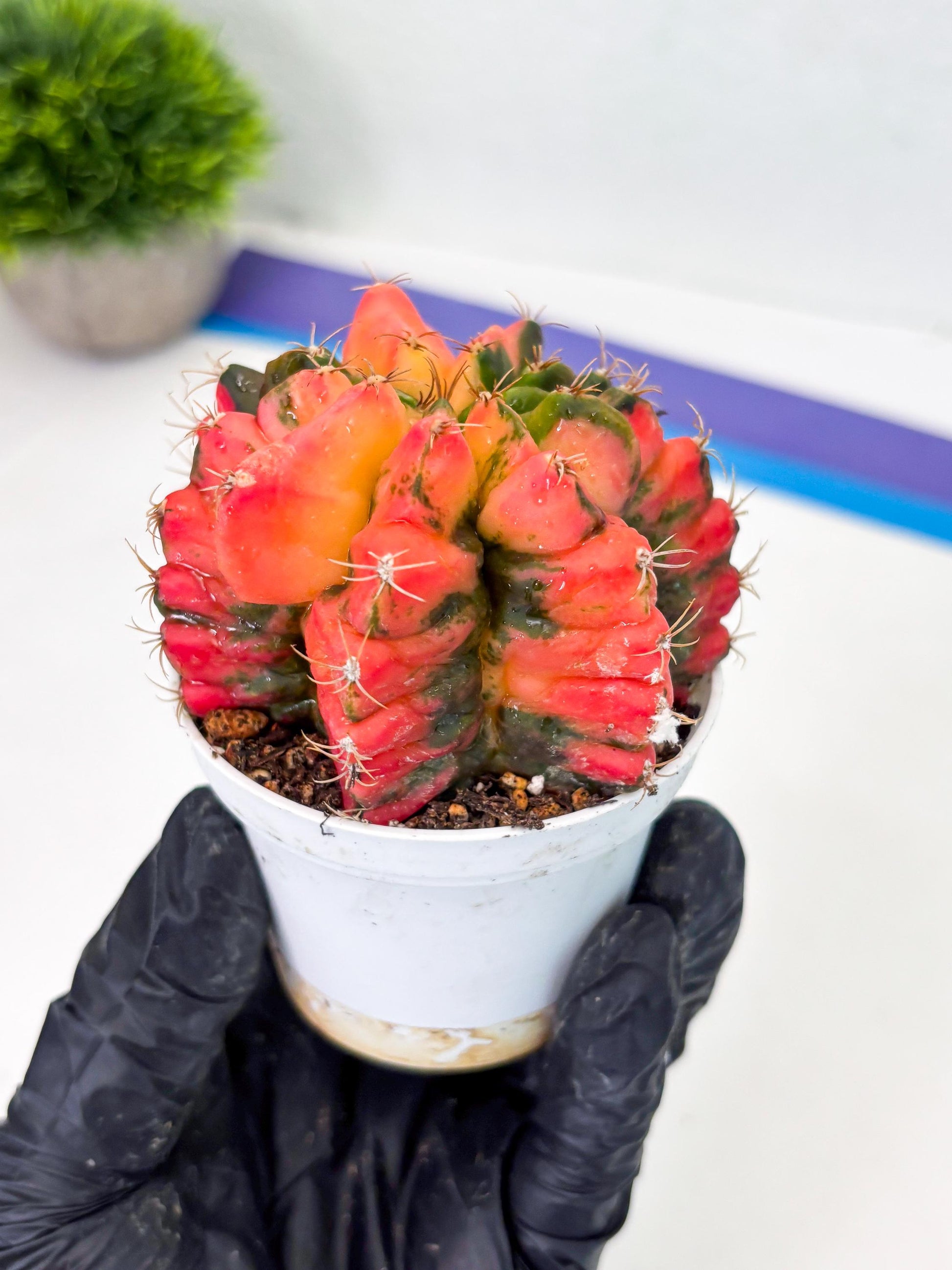 Gymnocalycium LB Hybrid (gy2) (o6) | variegated cactus
