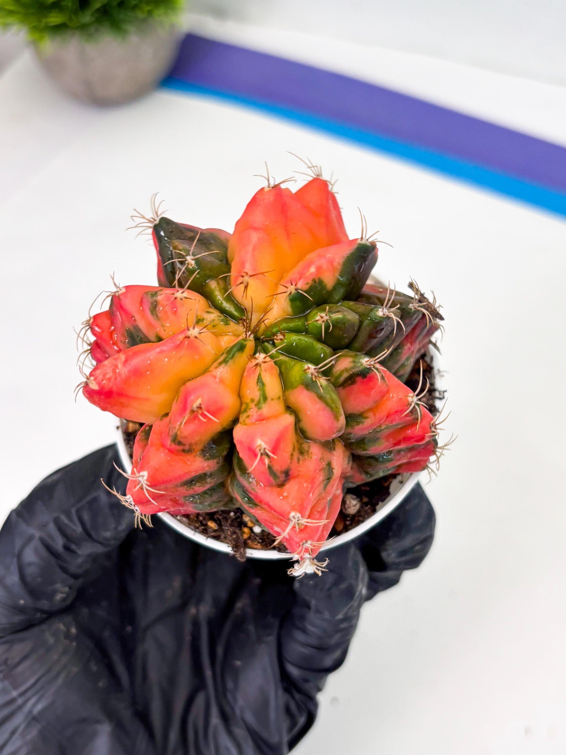 Gymnocalycium LB Hybrid (gy2) (o6) | variegated cactus