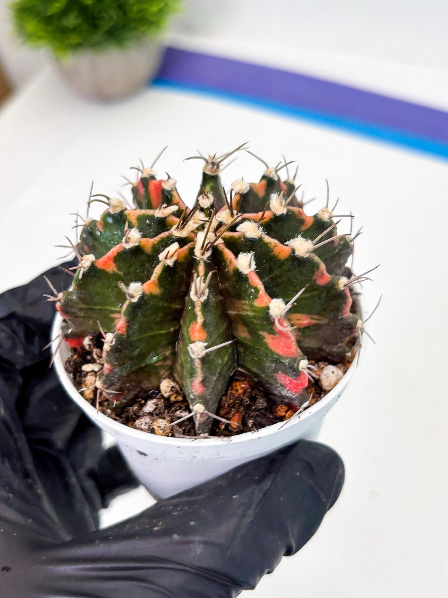 Gymnocalycium LB Hybrid (gy2) (o7) | variegated cactus