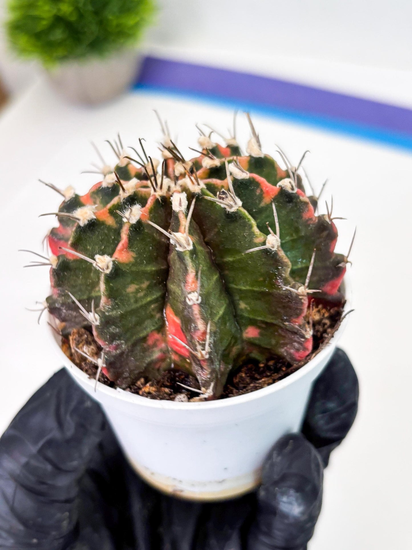 Gymnocalycium LB Hybrid (gy2) (o7) | variegated cactus