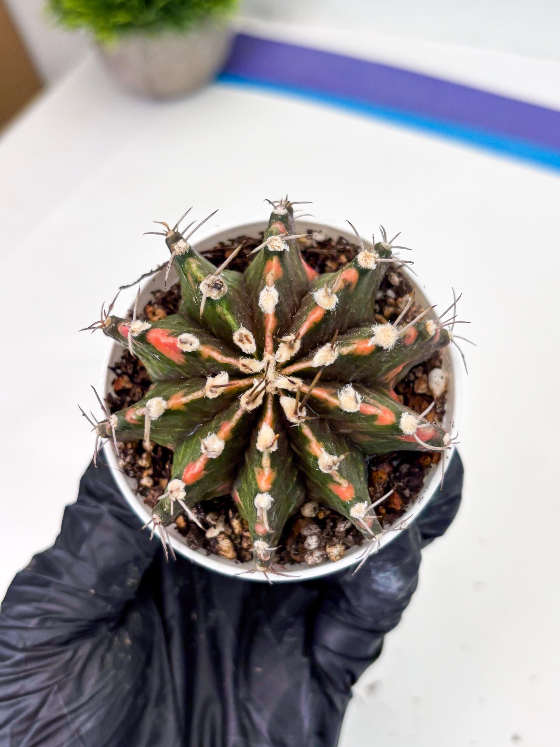 Gymnocalycium LB Hybrid (gy2) (o7) | variegated cactus