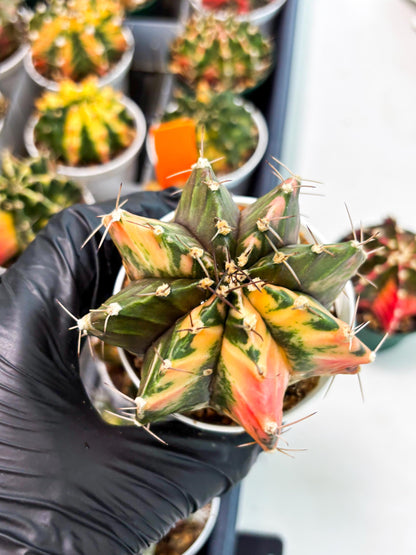 Gymnocalycium LB Hybrid (gy2) (r1) | variegated cactus
