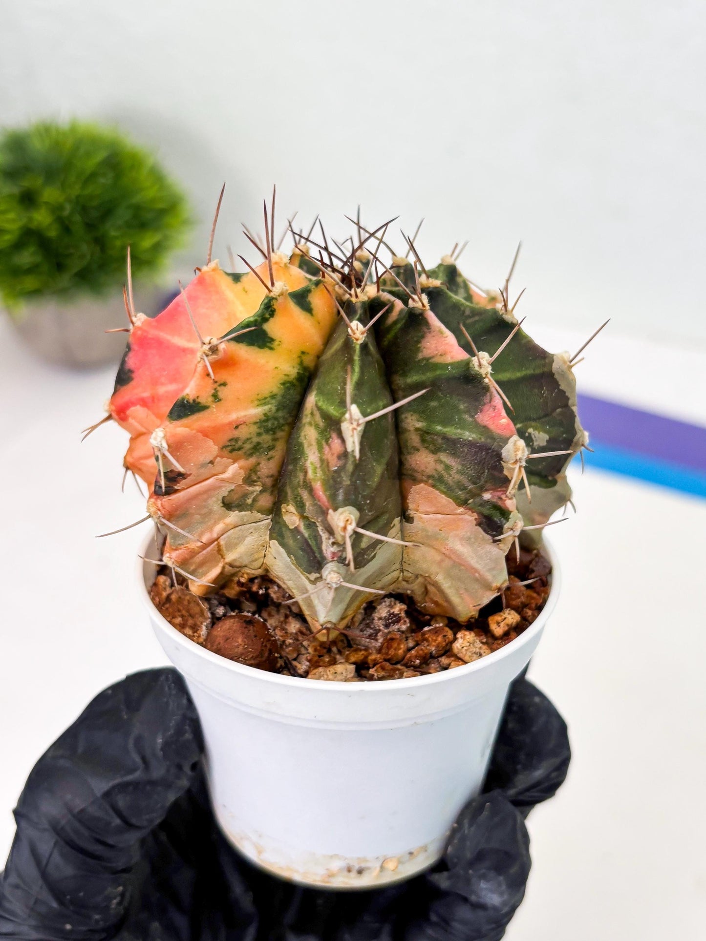 Gymnocalycium LB Hybrid (gy2) (r1) | variegated cactus