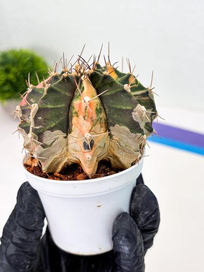 Gymnocalycium LB Hybrid (gy2) (r1) | variegated cactus