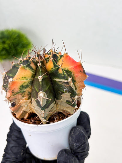 Gymnocalycium LB Hybrid (gy2) (r1) | variegated cactus