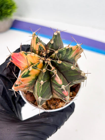 Gymnocalycium LB Hybrid (gy2) (r1) | variegated cactus