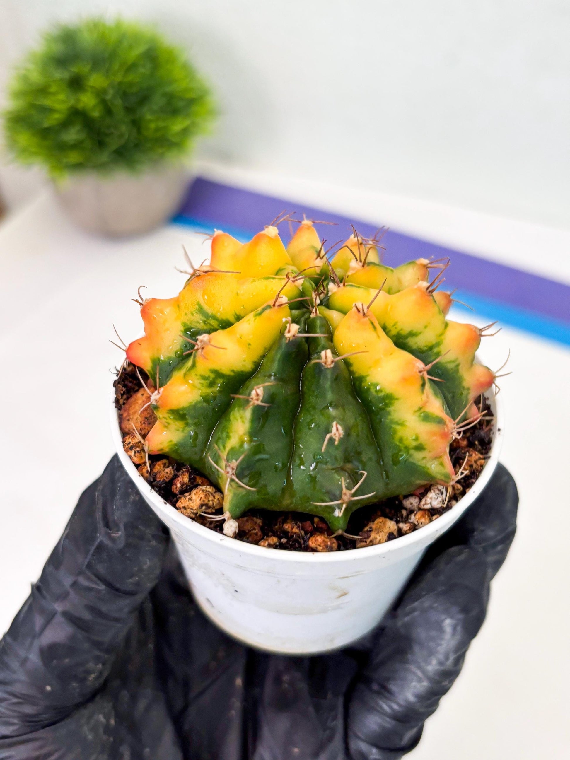 Gymnocalycium LB Hybrid (gy2) (r4) | variegated cactus