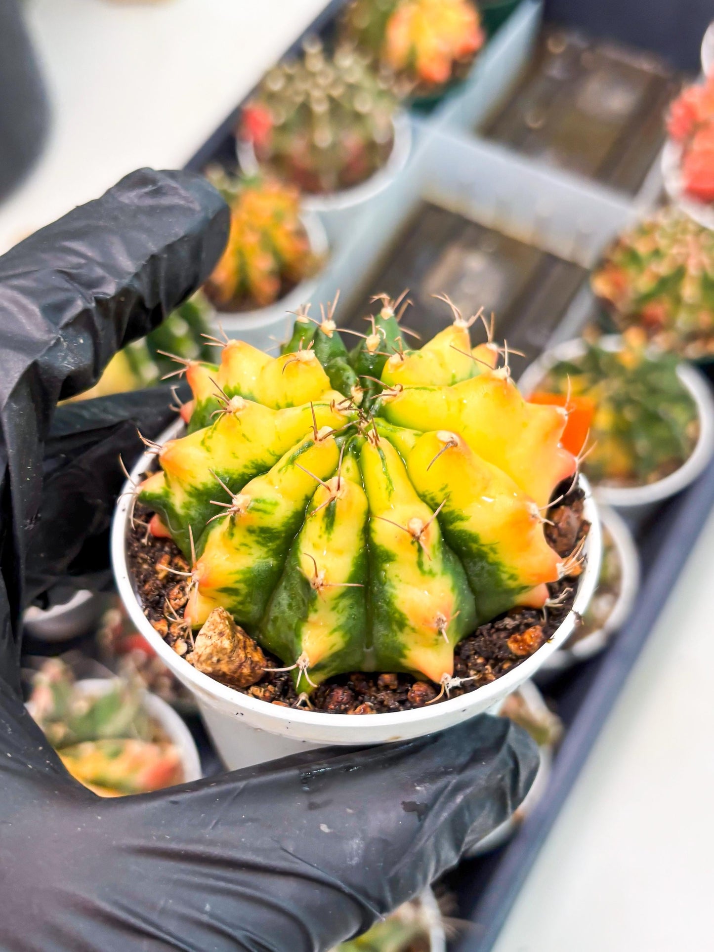 Gymnocalycium LB Hybrid (gy2) (r4) | variegated cactus