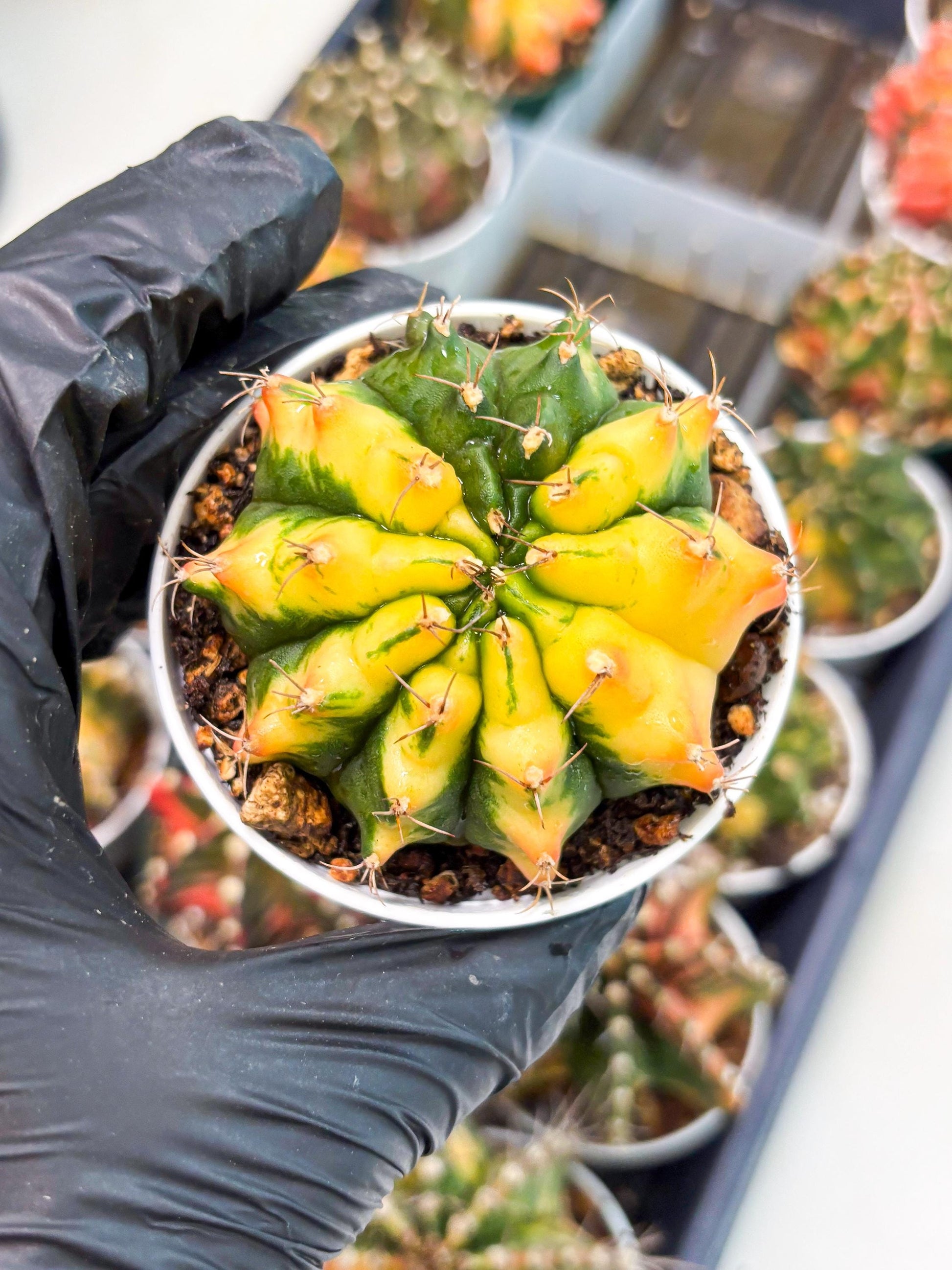 Gymnocalycium LB Hybrid (gy2) (r4) | variegated cactus