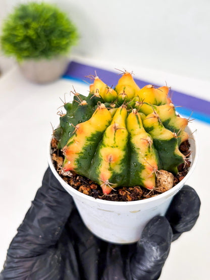 Gymnocalycium LB Hybrid (gy2) (r4) | variegated cactus