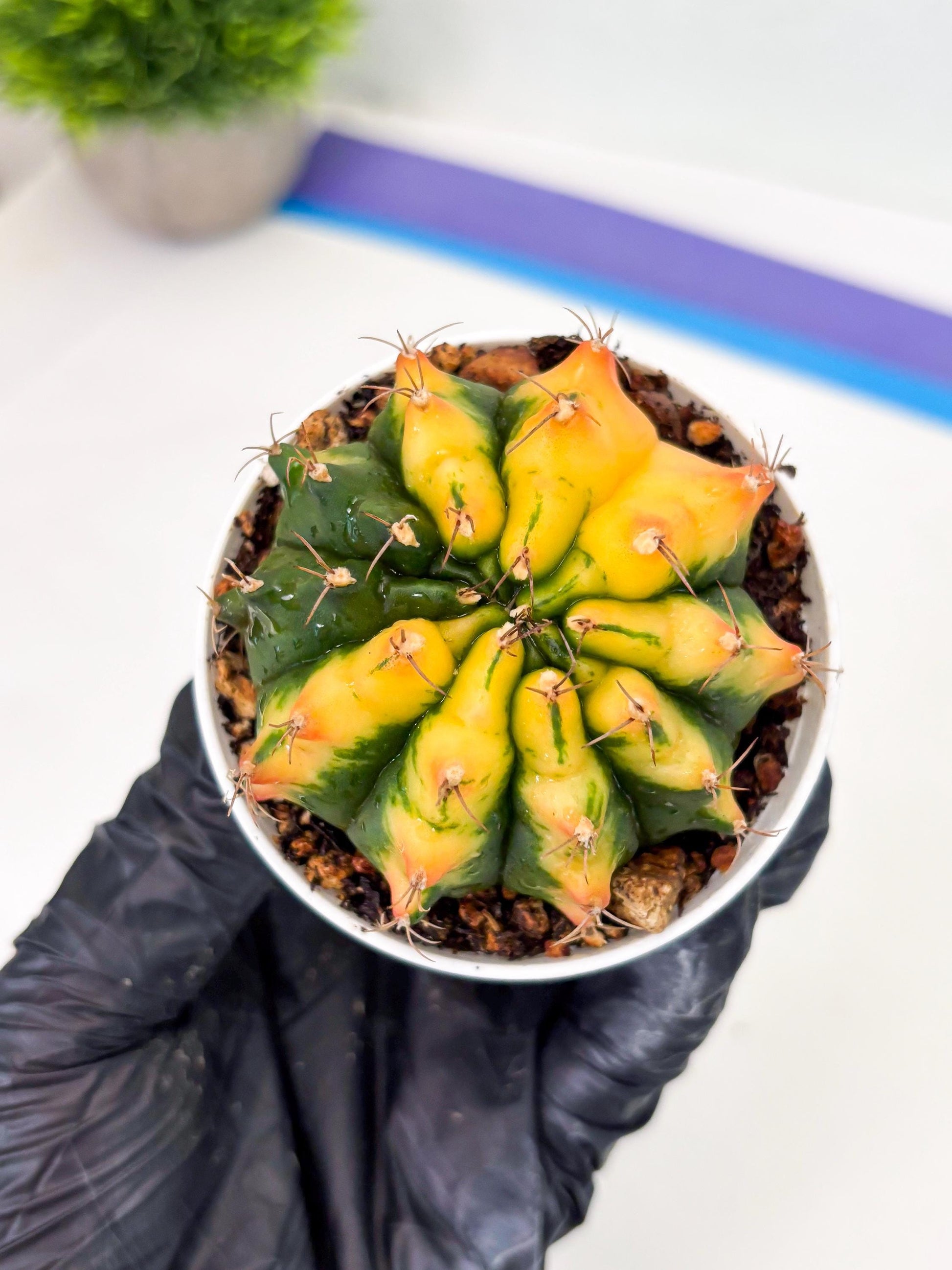 Gymnocalycium LB Hybrid (gy2) (r4) | variegated cactus