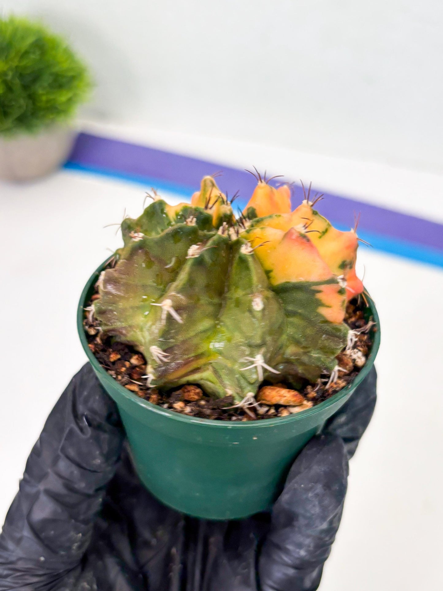 Gymnocalycium LB Hybrid (gy2) (g6) | variegated cactus