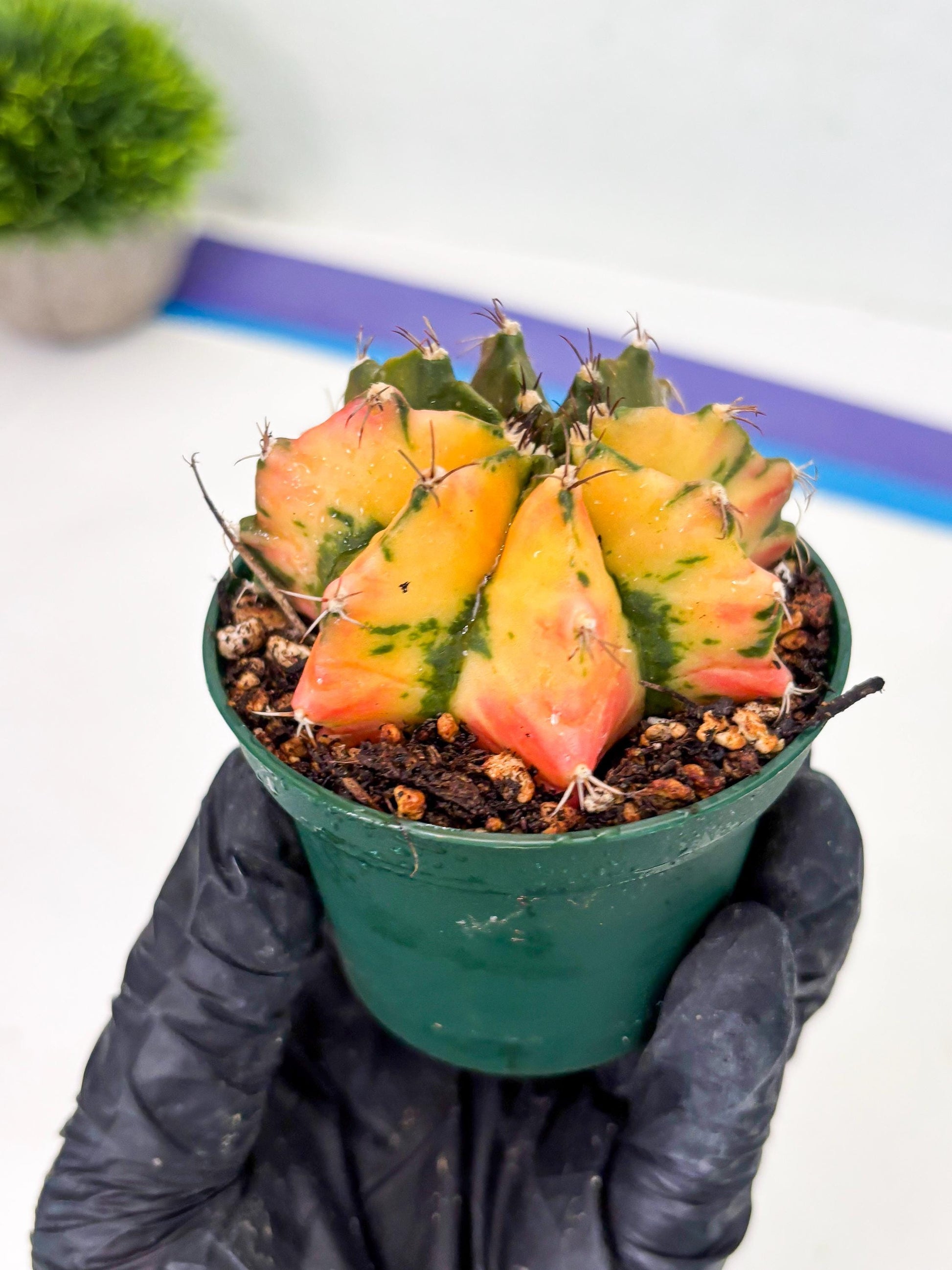 Gymnocalycium LB Hybrid (gy2) (g6) | variegated cactus