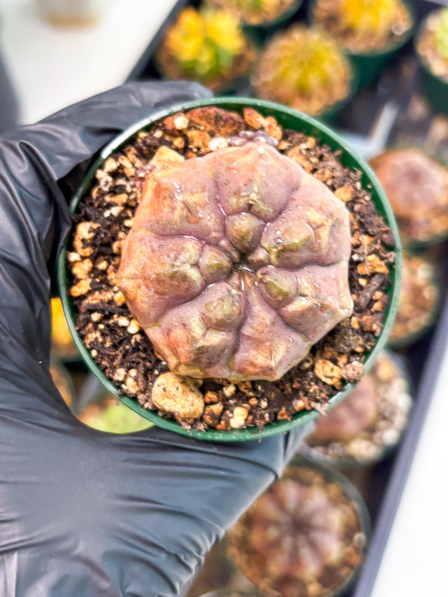 Gymnocalycium Daydream (gy6) (b18) | Rare Hybrids