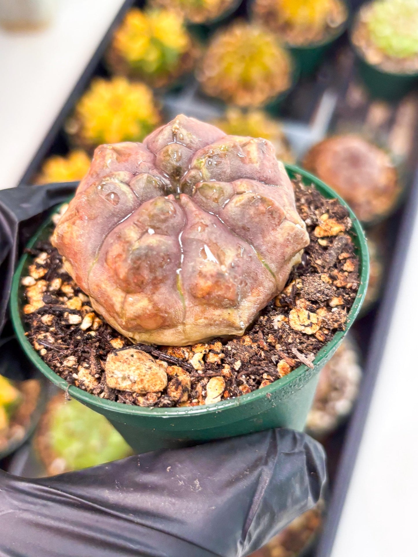 Gymnocalycium Daydream (gy6) (b18) | Rare Hybrids