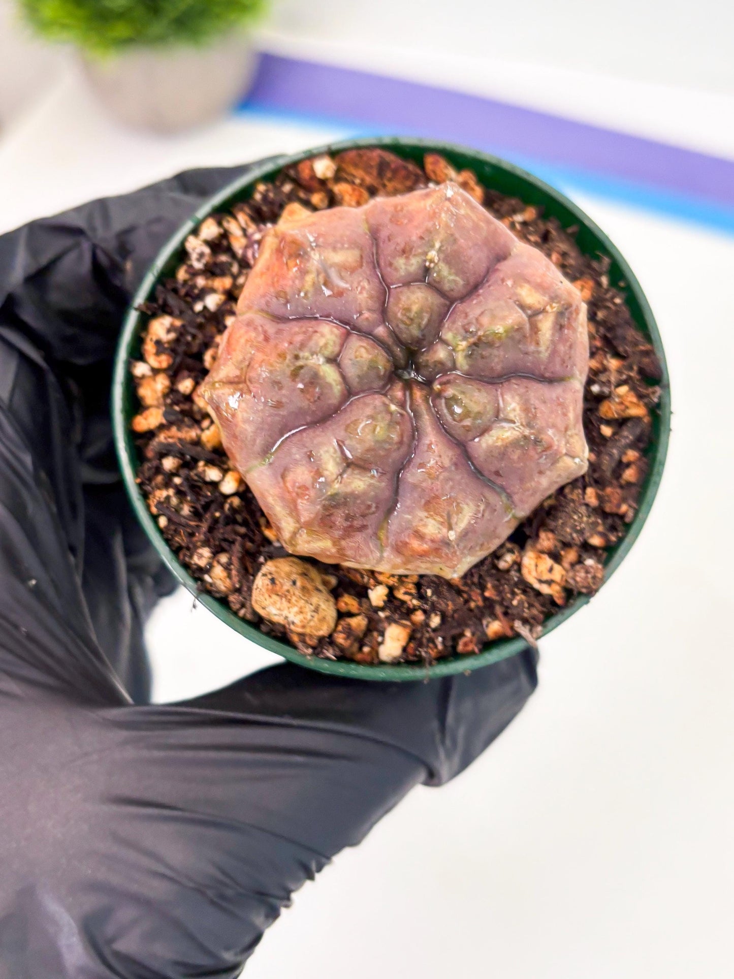 Gymnocalycium Daydream (gy6) (b18) | Rare Hybrids