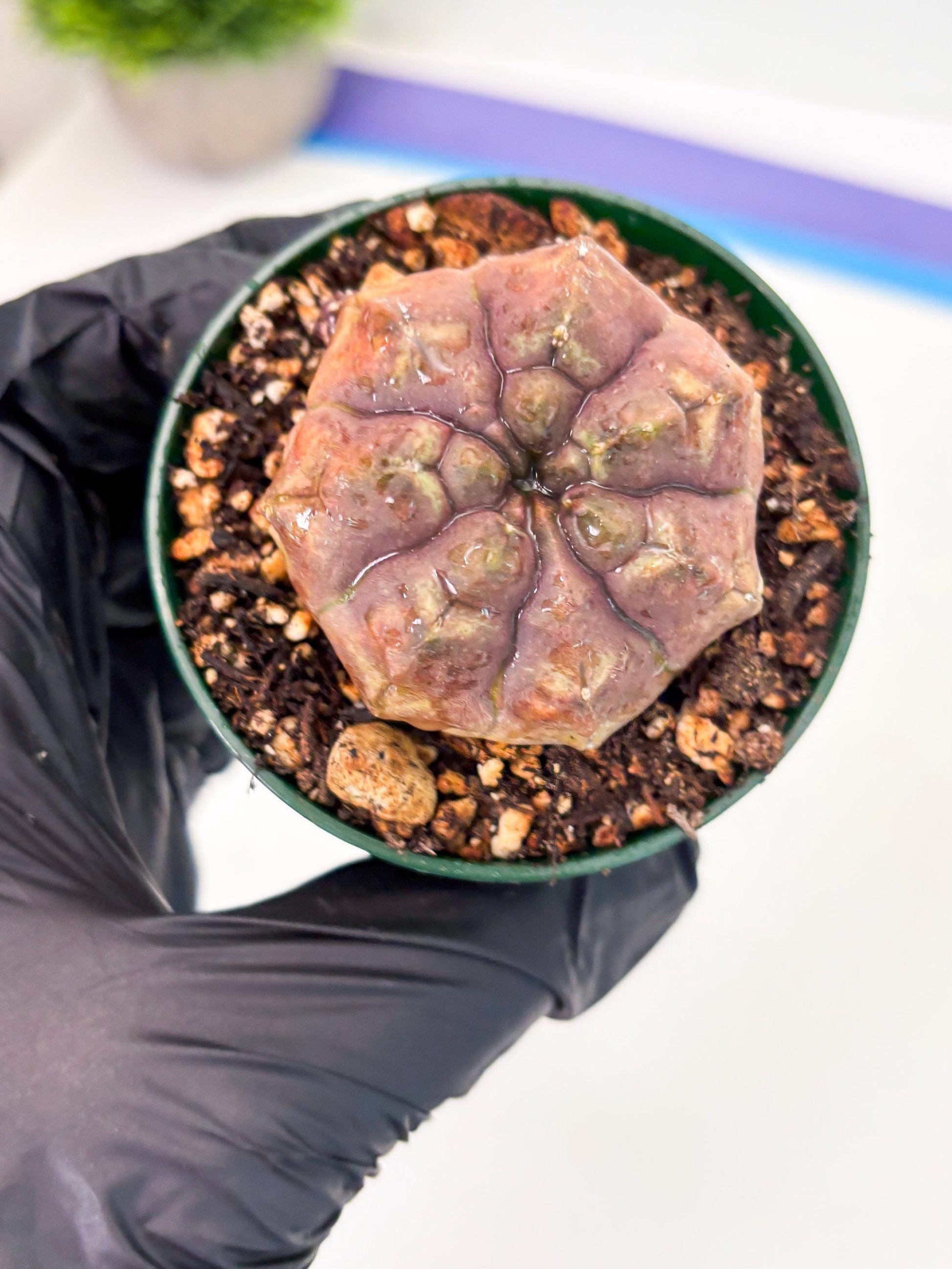 Gymnocalycium Daydream (gy6) (b18) | Rare Hybrids