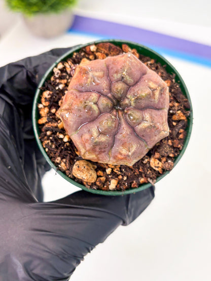 Gymnocalycium Daydream (gy6) (b18) | Rare Hybrids