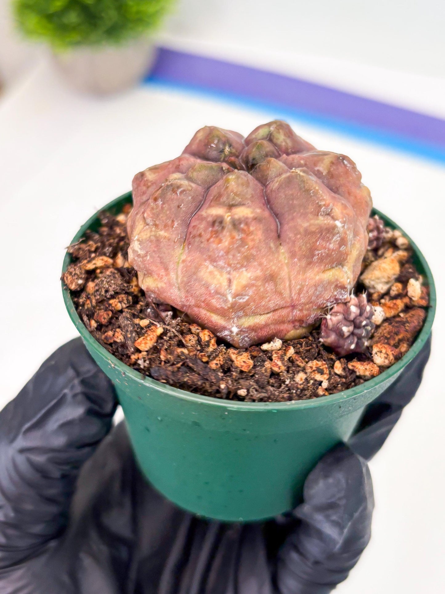 Gymnocalycium Daydream (gy6) (b18) | Rare Hybrids