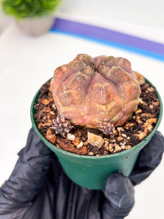 Gymnocalycium Daydream (gy6) (b18) | Rare Hybrids