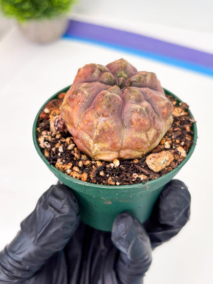 Gymnocalycium Daydream (gy6) (b18) | Rare Hybrids