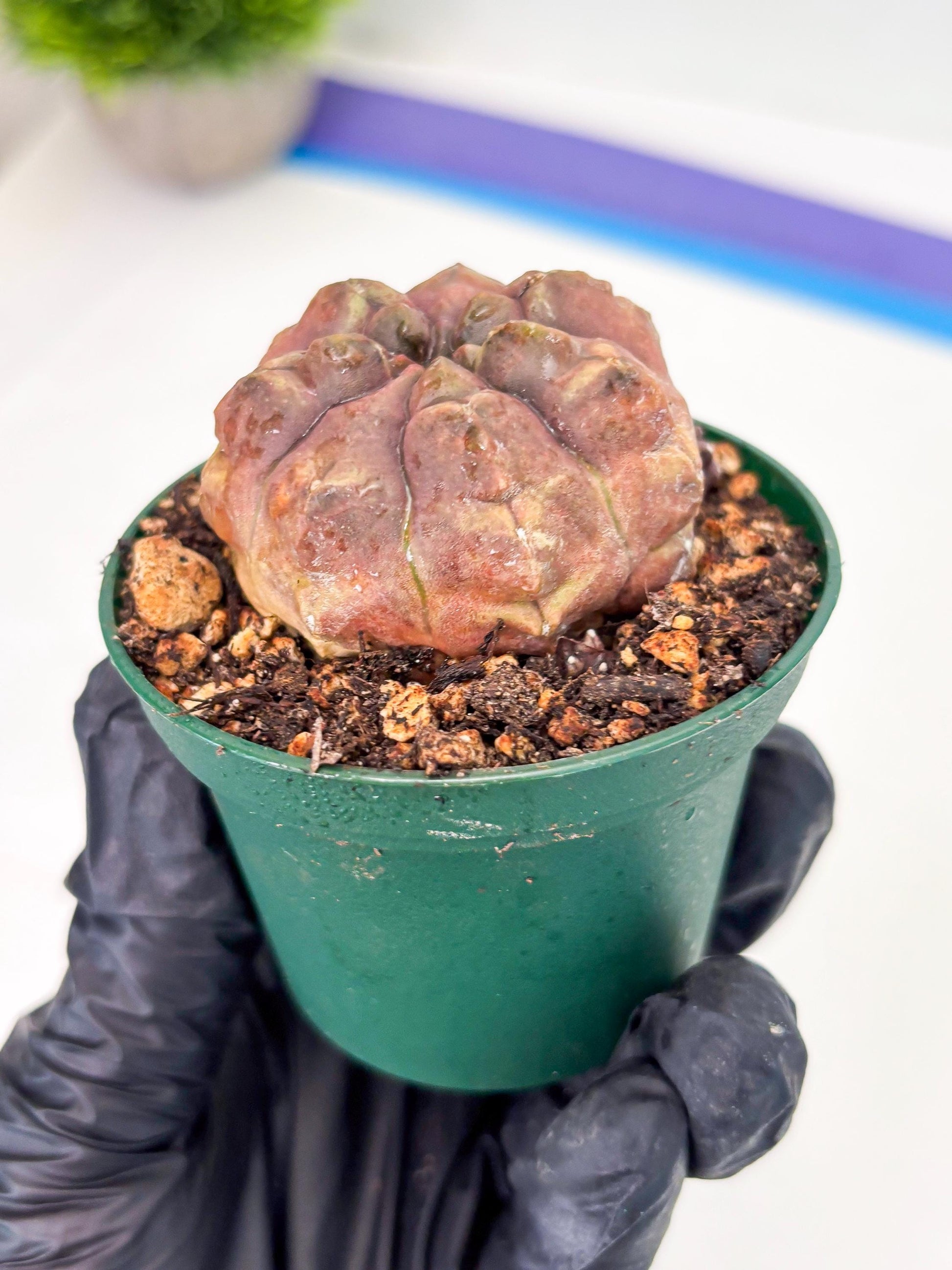 Gymnocalycium Daydream (gy6) (b18) | Rare Hybrids