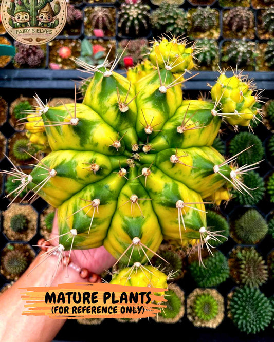 Gymnocalycium Amber (gy6) (g5) | Rare Hybrids