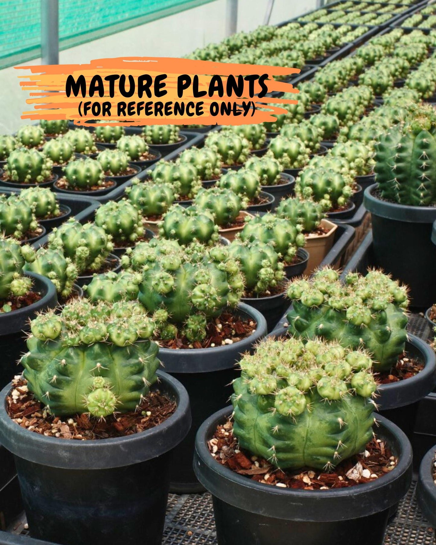 Gymnocalycium Green Marble (gy7) (g2) | Hybrid Cactus