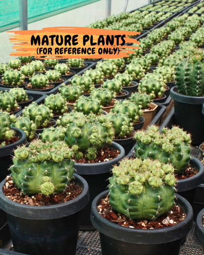Gymnocalycium Green Marble (gy7) (g2) | Hybrid Cactus