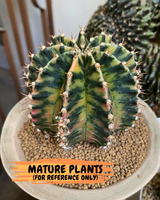 Gymnocalycium Fantasia (gy8) (b7) | Special Hybrid cactus