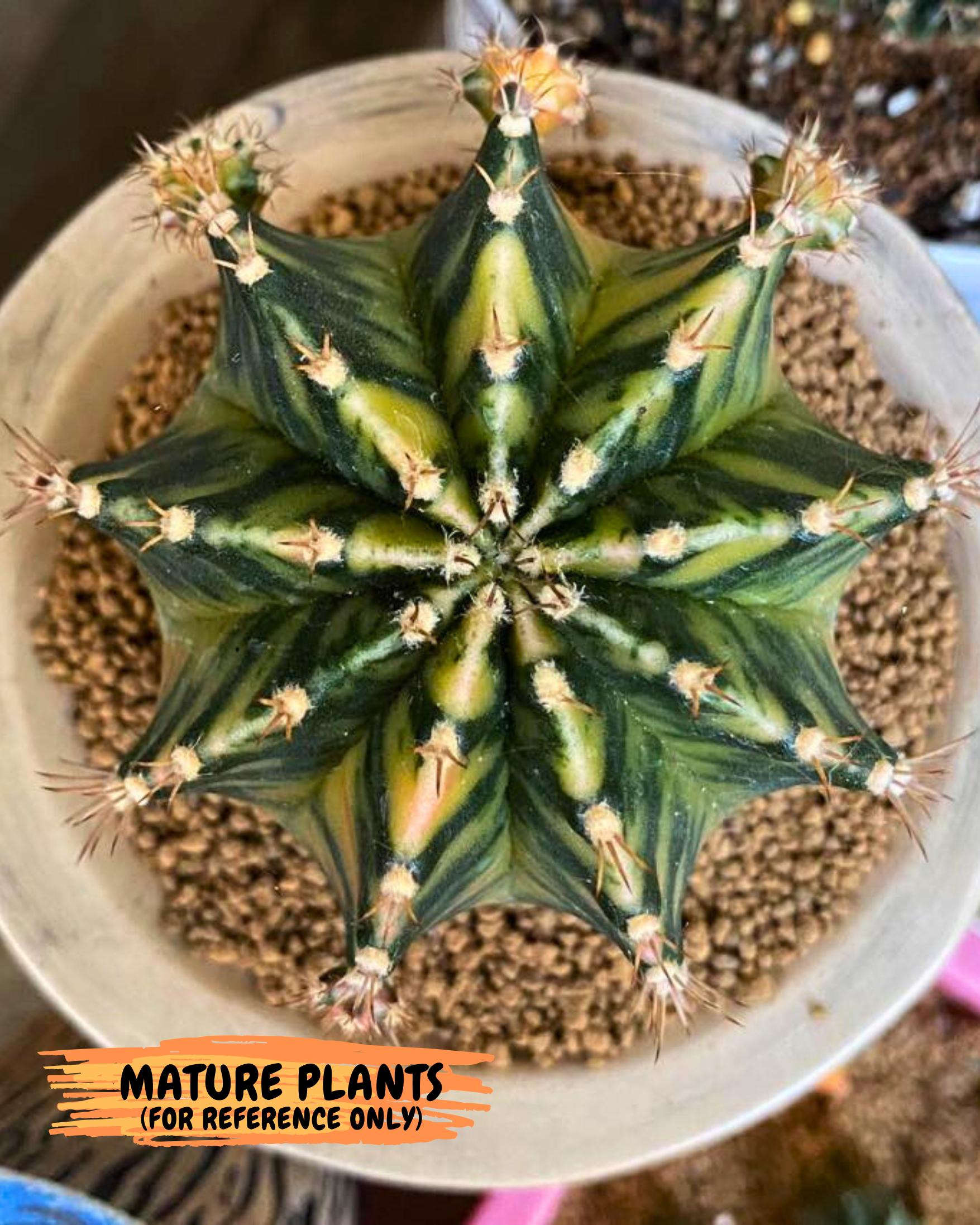 Gymnocalycium Fantasia (gy16) (03) | collectables