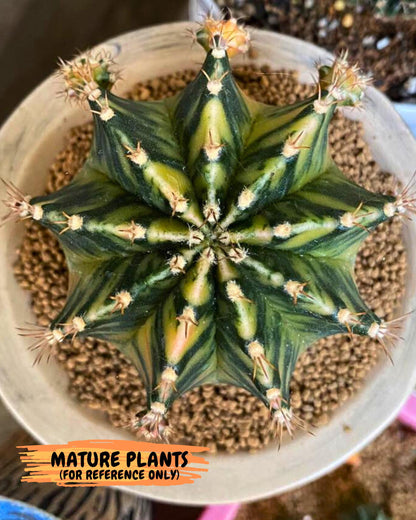 Gymnocalycium Fantasia (gy16) (03) | collectables