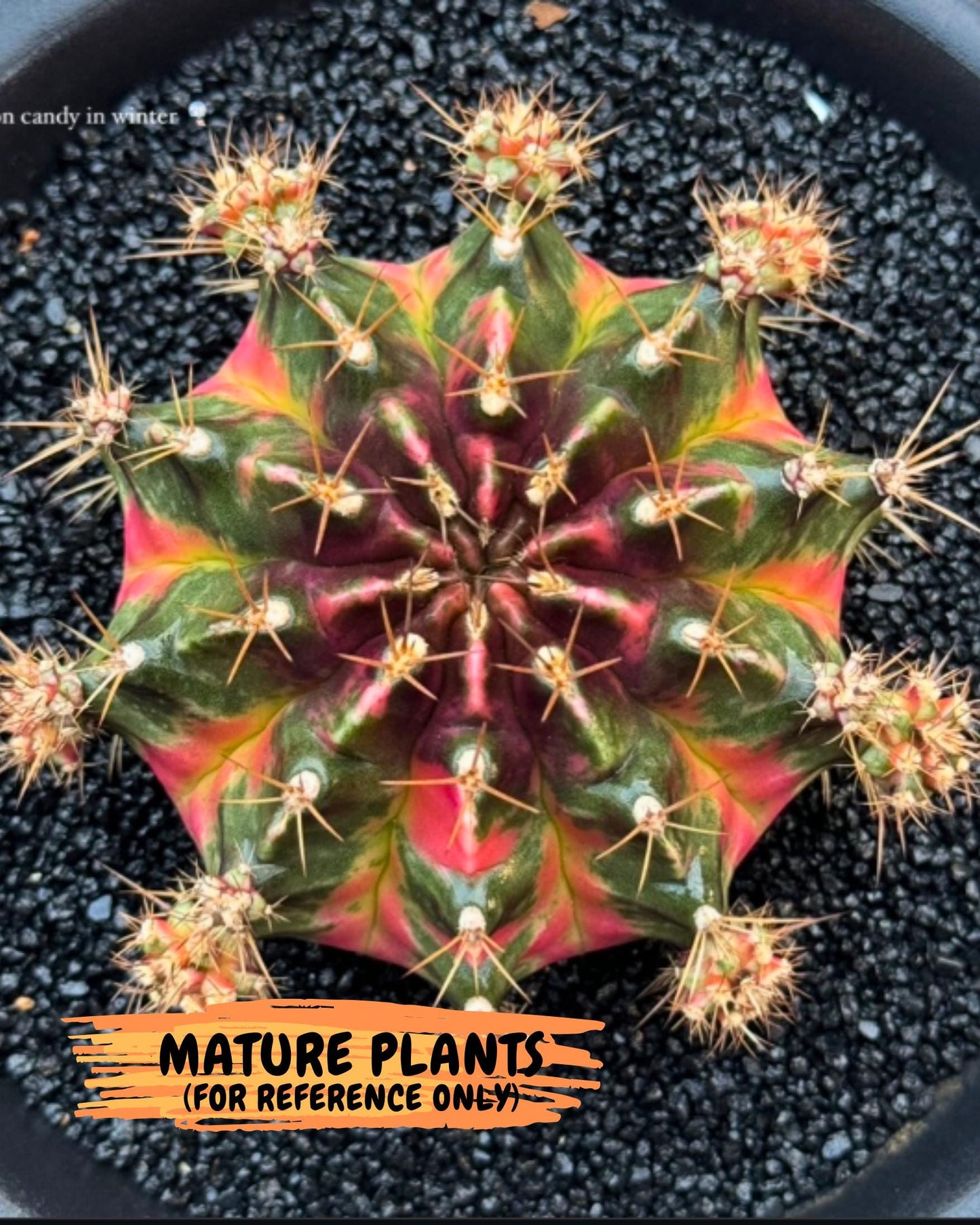 Gymnocalycium Cotton candy (gy16) (07) | collectables