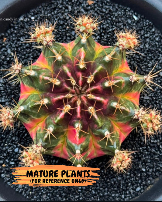 Gymnocalycium Cotton candy (gy8) (y4) | Rare Hybrids