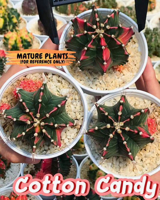 Gymnocalycium Cotton candy (gy8) (y3) | Rare Hybrids