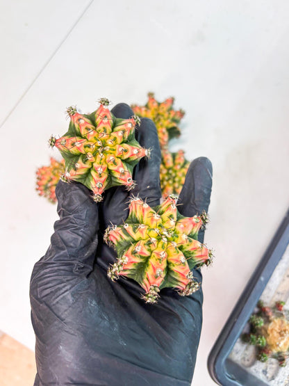 Gymnocalycium Multicolor Pups | Sellers choice | 2pcs, 4pcs, 6pcs